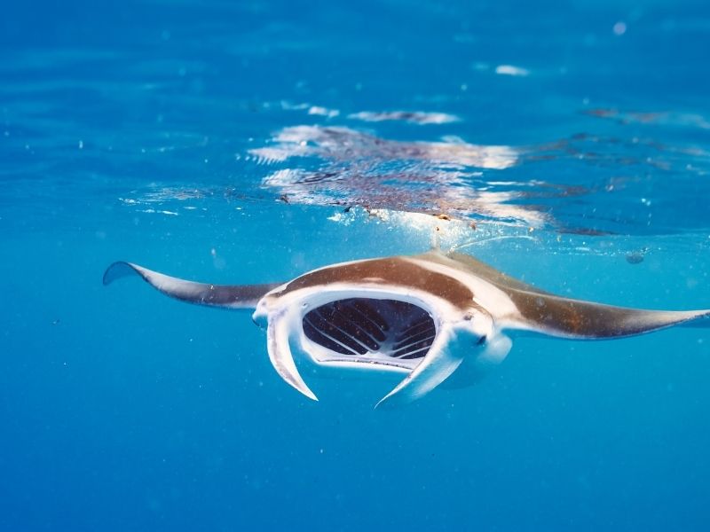 <p>Viaggio alle Maldive - Manta gigante</p>